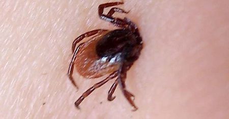 GIS ostrzega przed kleszczami – są już aktywne