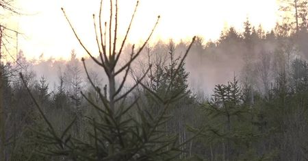 23 zastępy, 100 strażaków, trzy samoloty. Pożar Wielkiego Lasu Lubańskiego na Dolnym Śląsku