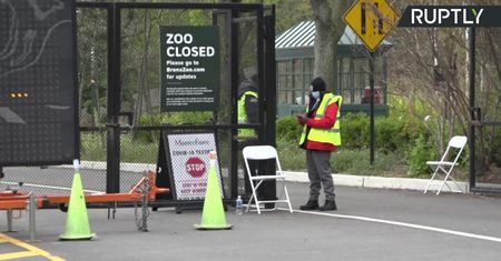 Cztery tygrysy i trzy lwy. Zwierzęta zakażone koronawirusem w zoo w Bronksie