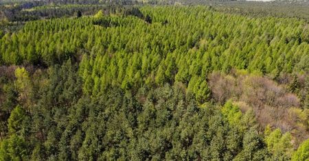 W prawie całym kraju najwyższe zagrożenie pożarowe