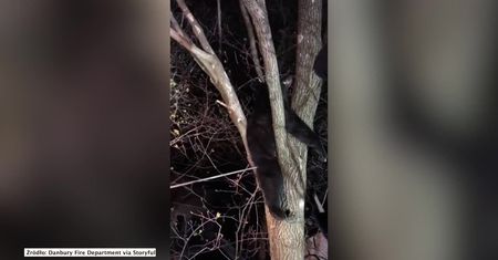 Niedźwiedź utknął na drzewie. W zamian za pomoc strażacy zażyczyli sobie selfie