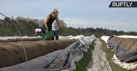 Niemieccy studenci pomagają przy zbiorze szparagów