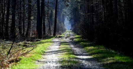 W ciągu dwóch tygodni zakazu wstępu do lasów przyroda odżyła
