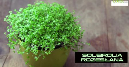 10 roślin bezpiecznych dla dzieci i zwierząt. Co hodować w domu?