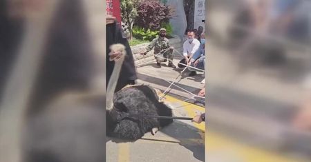 Struś Pędziwiatr istnieje! Wielki ptak biegł autostradą w pobliżu Kunming