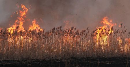 Deszczowe lato spowodowało, że pożarów w lasach jest zdecydowanie mniej niż rok temu
