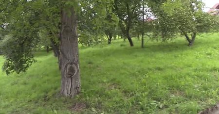Podczas burzy schowali się pod drzewem. Ojciec i syn rażeni piorunem w Małopolsce