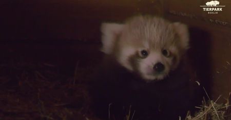 Berlińskie zoo powitało na świecie małą pandkę rudą. Ostatnio miało to miejsce aż 9 lat temu