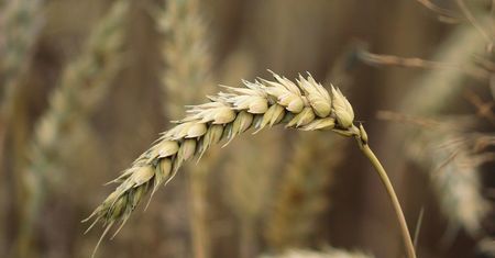 Zbiory zbóż wyniosą 27,9 mln ton, czyli o 11 proc. więcej niż przed rokiem