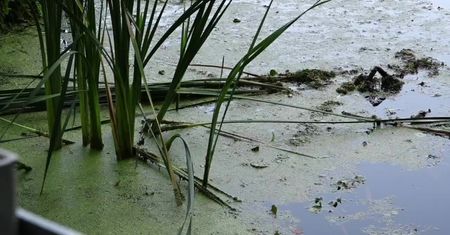 Pan Karol uratował kobietę, której samochód wpadł do stawu Lubuskiem