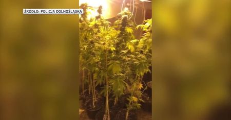 Plantacja marihuany w dawnym hotelu w pobliżu Szklarskiej Poręby
