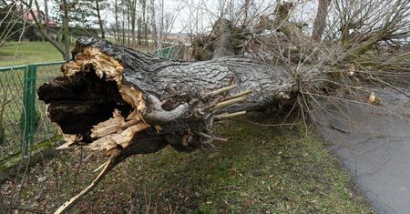 IMGW ostrzega przed silnym wiatrem w południowej części Podkarpacia