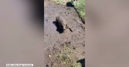 Cały w błocie! Golden retriever nie powstrzymał się przed swoim ulubionym zajęciem