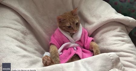Kot w domowym spa. Troskliwe dziewczynki zajęły się pupilem