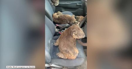 Misie koala schroniły się w samochodzie przed pożarami na Wyspie Kangura na południu Australii