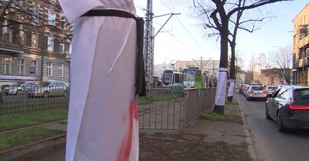 Ekolodzy sprzeciwiają się wycięciu drzew pod buspasy w centrum Szczecina