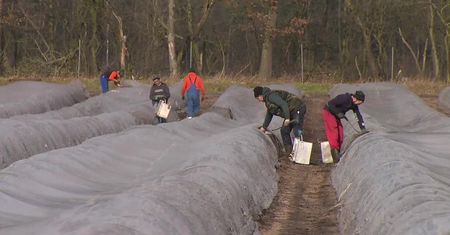 Druga najcieplejsza zima w historii Niemiec. Rozpoczęto zbiory szparagów
