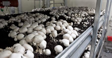 PIE: Polska największym w Europie producentem pieczarek