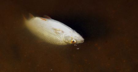 Znaleziono 10 kg śniętych ryb nad Wisłą w pobliżu Łomianek