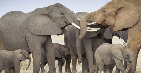 WWF: przez działanie ludzi w ciągu 50 lat liczebność dzikich zwierząt spadła o 68 proc.
