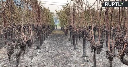 Spłonęły słynne winnice w dolinie Napa