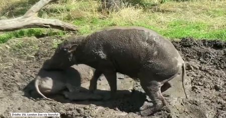 „Najbrzydsze świnie świata” zadebiutowały w londyńskim zoo kąpielą w błocie
