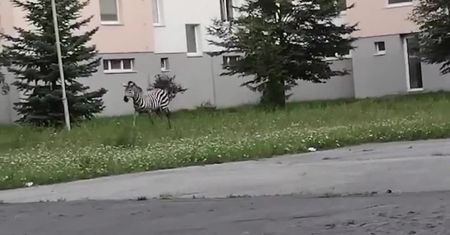 Safari na słowackim osiedlu. Zebra uciekła z mini-zoo