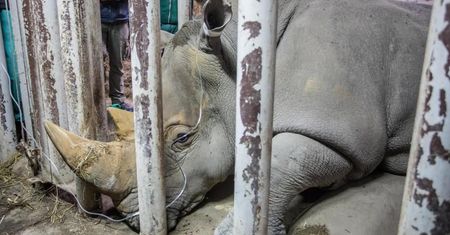 W Nowym Zoo w Poznaniu powstaje pawilon dla żyraf i nosorożców