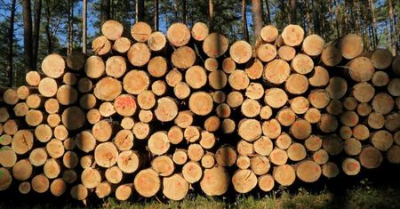 Lasy Państwowe na koronawirusie straciły już ponad 600 mln zł