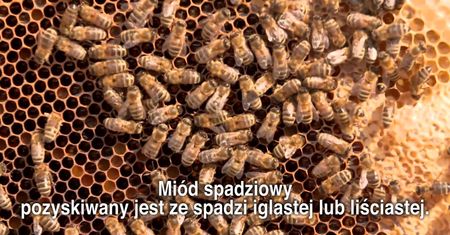 Jak powstaje miód pszczeli i jakie są jego najpopularniejsze rodzaje?