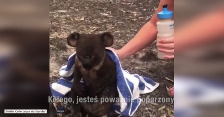 Para napoiła koalę rannego w wyniku pożarów w Australii. Ten widok chwyta za serce