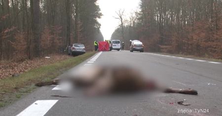 Dzikie zwierzęta na drodze. Jak w takich sytuacjach powinien zachować się kierowca?
