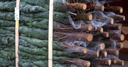 Choinka – więcej niż drzewko świąteczne. Jakie były początki tej tradycji?
