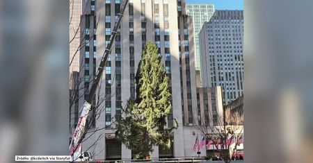 Słynna świąteczna choinka ustawiona przed Rockefeller Center w Nowym Jorku