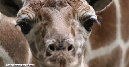 W zoo w Indianapolis przyszła na świat mała żyrafa