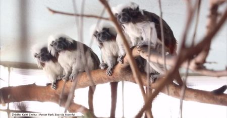 2 krytycznie zagrożone tamaryny białoczube narodziły się w zoo w Michigan