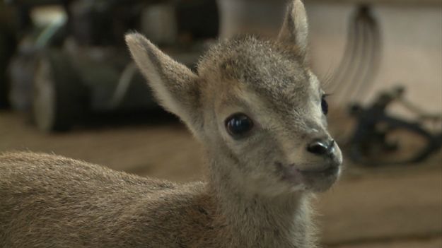 nachur w warszawskim ZOO