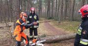 Szkolenia w zakresie pilarek