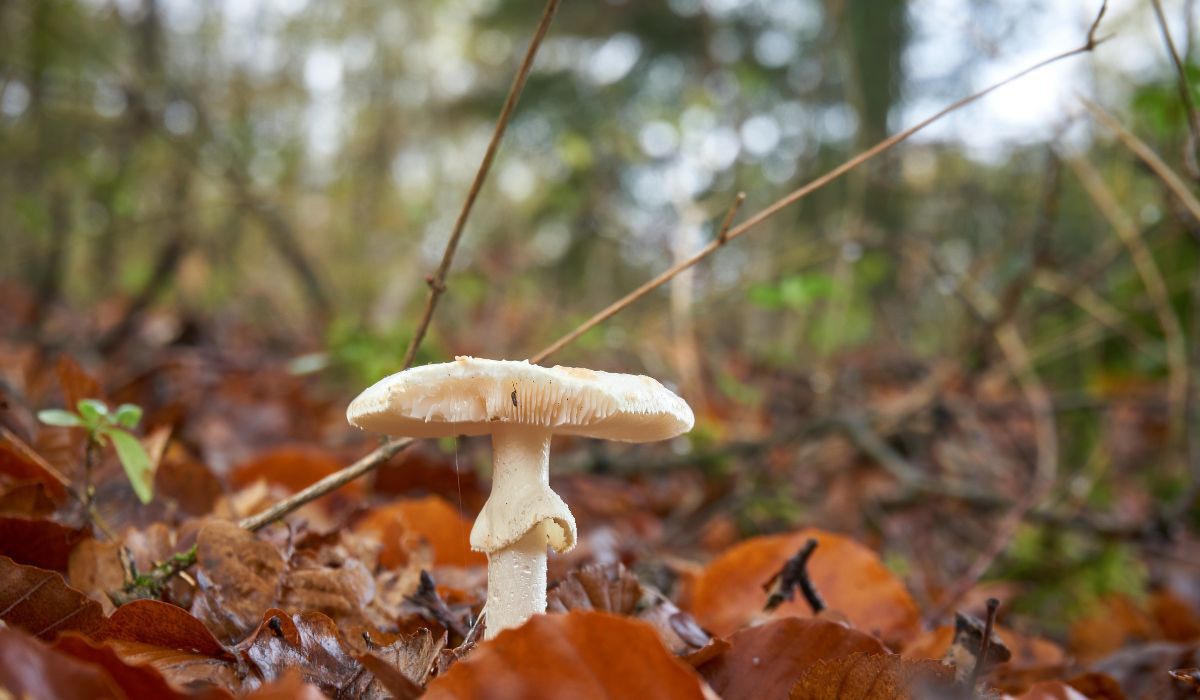 Muchomory sromotnikowe, najbardziej trujące grzyby - Pyszności; foto: Canva