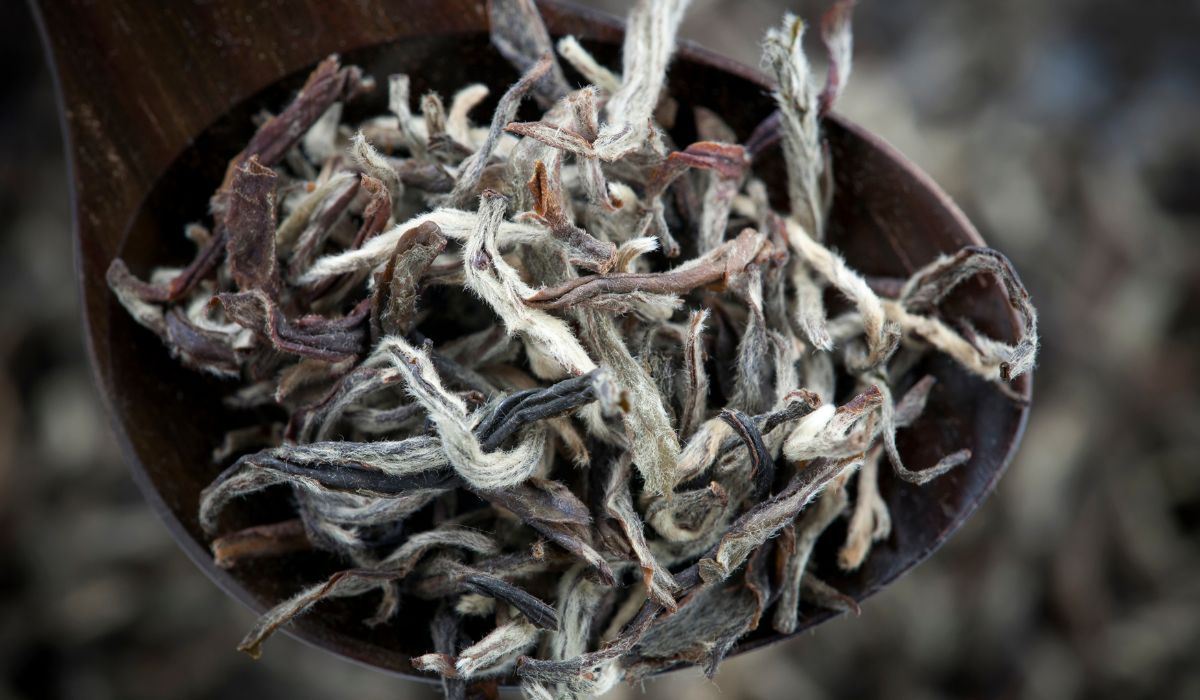 Biała herbata robiona jest z młodych liści w formie pąków - Pyszności; foto: Canva