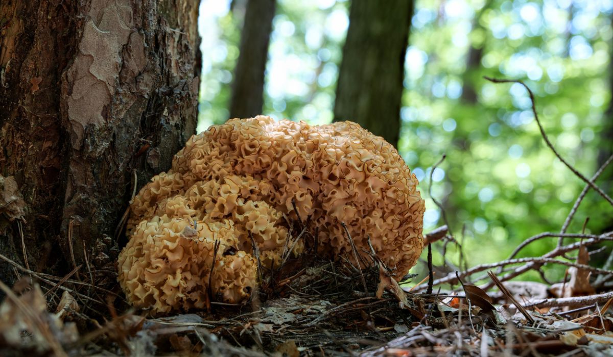 Baraniocha to grzyb o nietypowej urodzie - Pyszności; foto: Adobe Stock