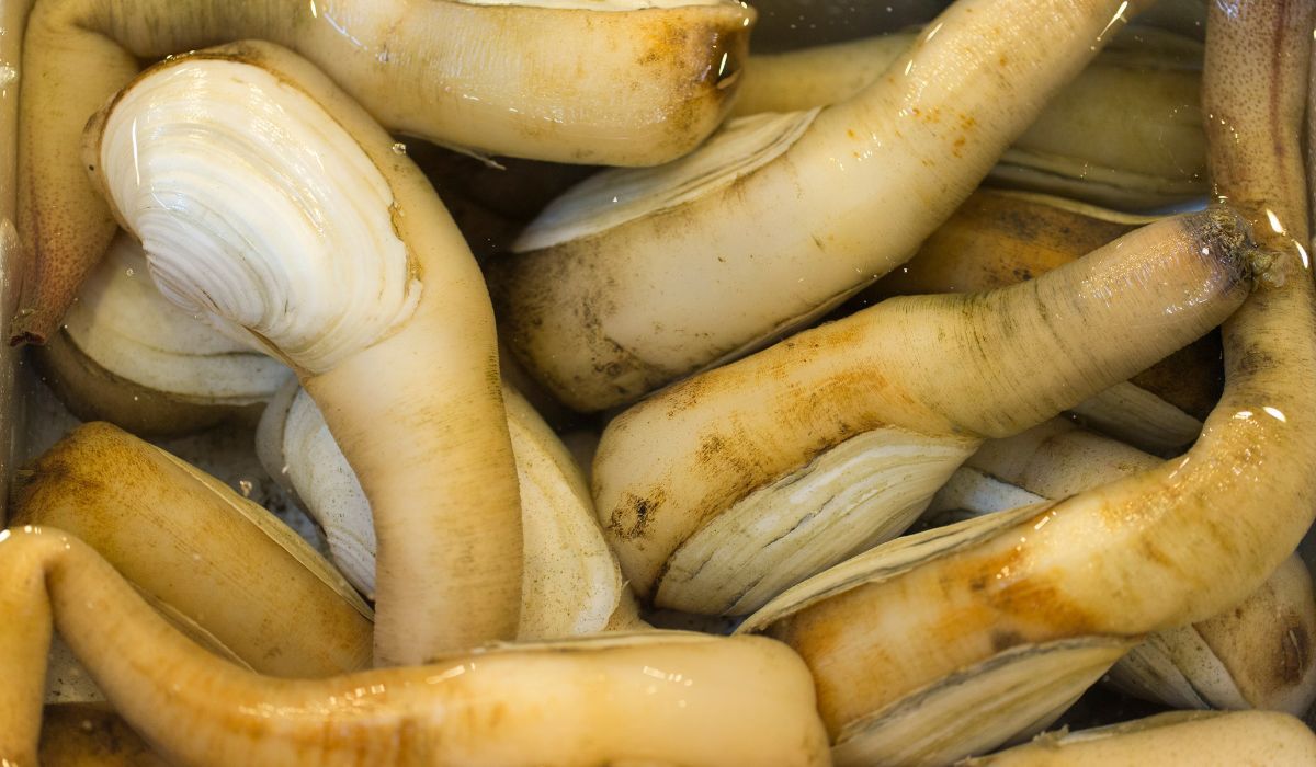 Geoduck, jeden z najsilniejszych afrodyzjaków świata - Pyszności; foto: Canva