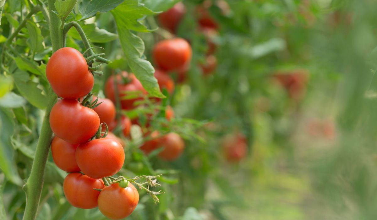 Pomidory nie przepadają za towarzystwem niektórych roślin - Pyszności; foto: Canva