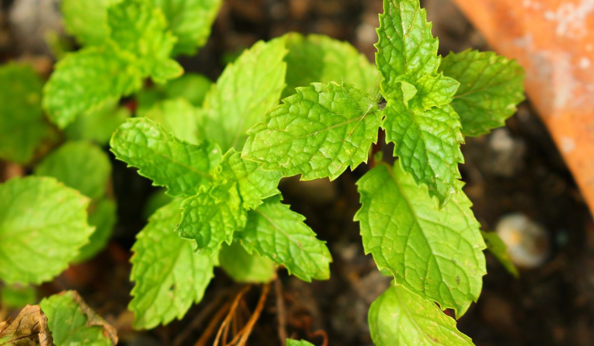 Mint, lemon, and vinegar are a way to handle spiders - Delicacies; photo: Canva