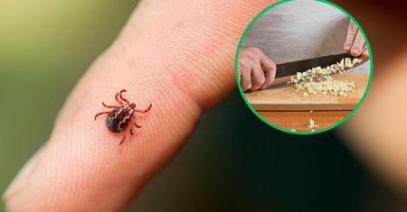 Kleszcze nienawidzą tego warzywa. Jedz je, a skutecznie je odstraszysz