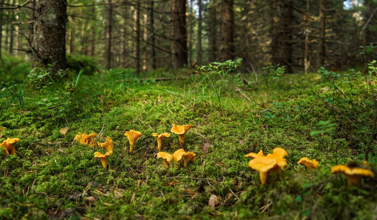 Kurki - Pyszności; foto: Canva