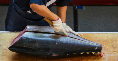 Cena tej ryby dosłownie wbija w fotel. Nawet kilkanaście milionów za jedną