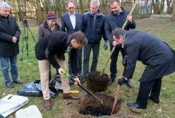 Radny opozycji wyciął swoje drzewa i poszedł protestować przeciw Lex Szyszko