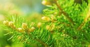 Syrop z młodych pędów sosny