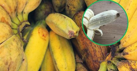 Czy końcówka banana jest trująca? Sprawdź, zanim zaczniesz jeść